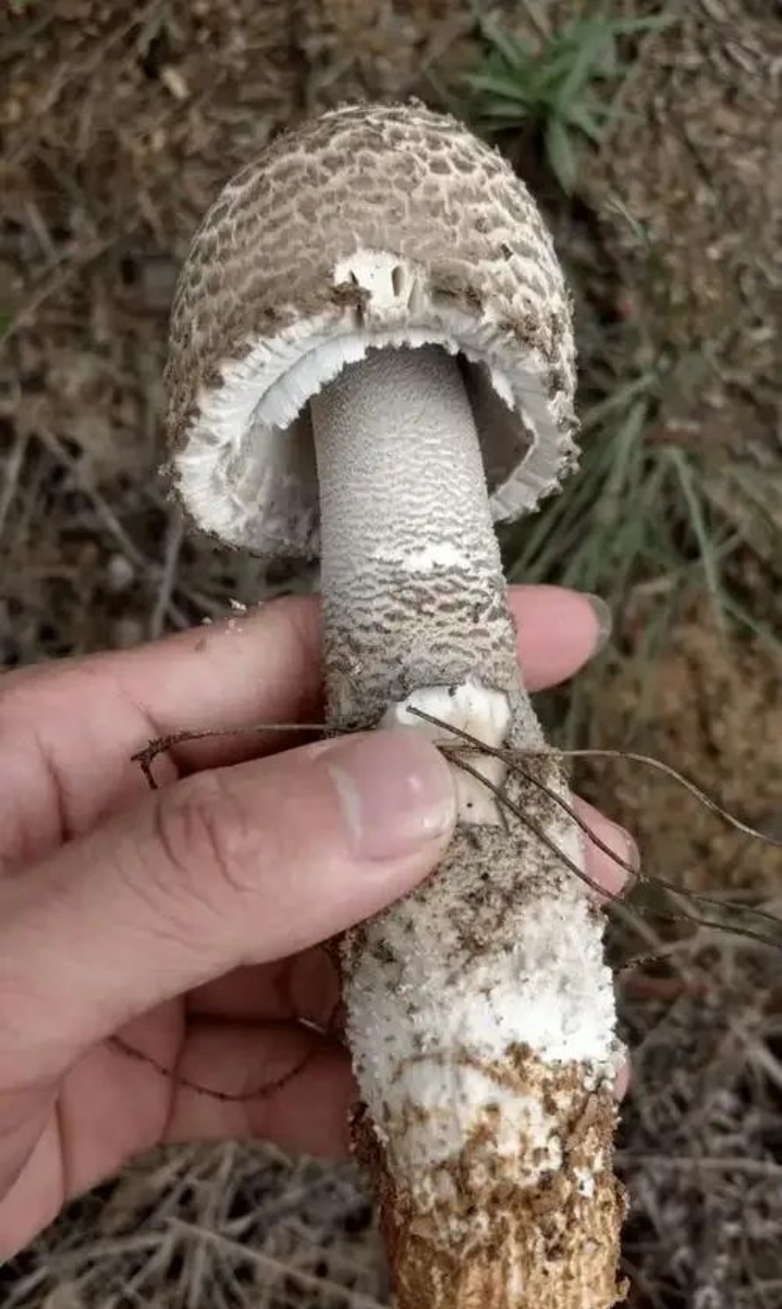 thumb